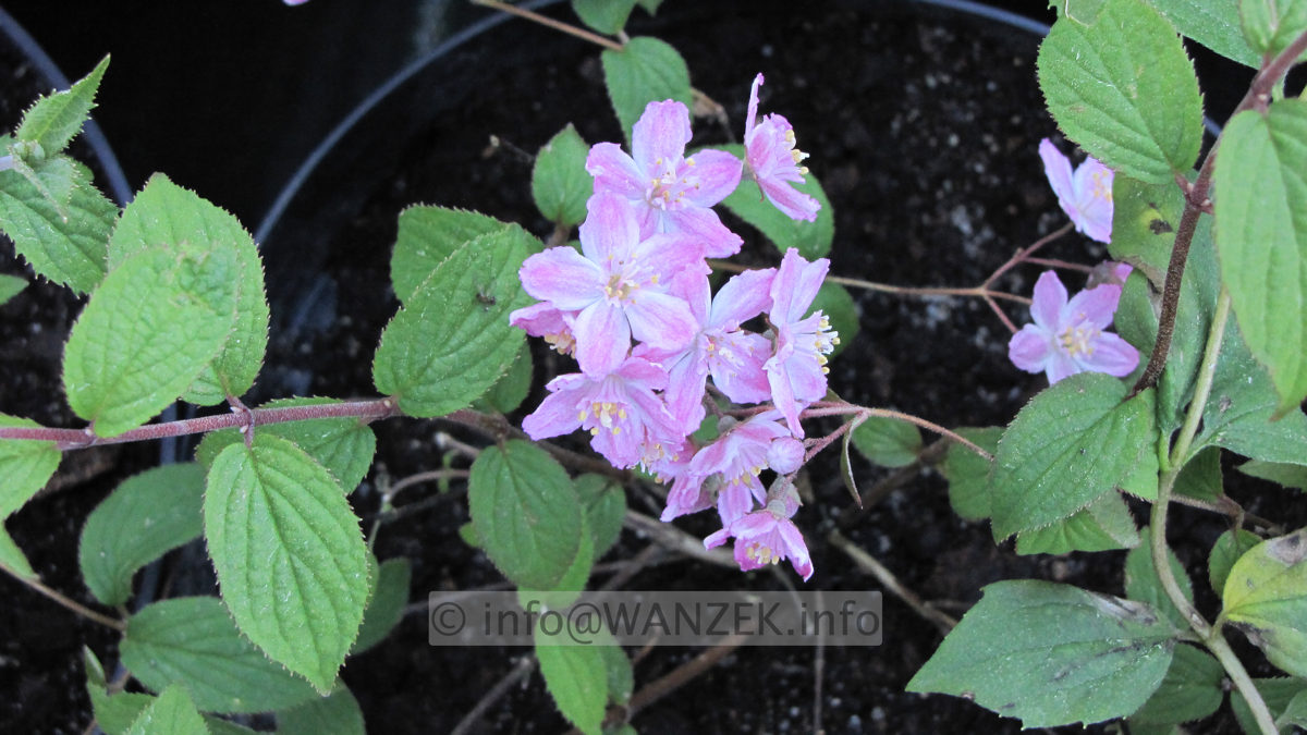 Deutzia elegantissima Rosalind Jungpflanze.JPG